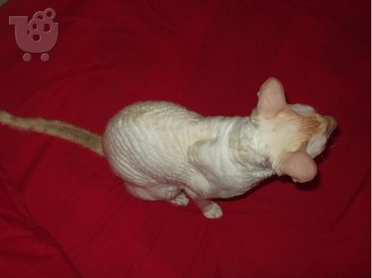 ΓΑΤΑΚΙΑ cornish rex ΠΡΩΤΗ ΕΙΣΑΓΩΓΗ ΕΛΛΑΔΑ